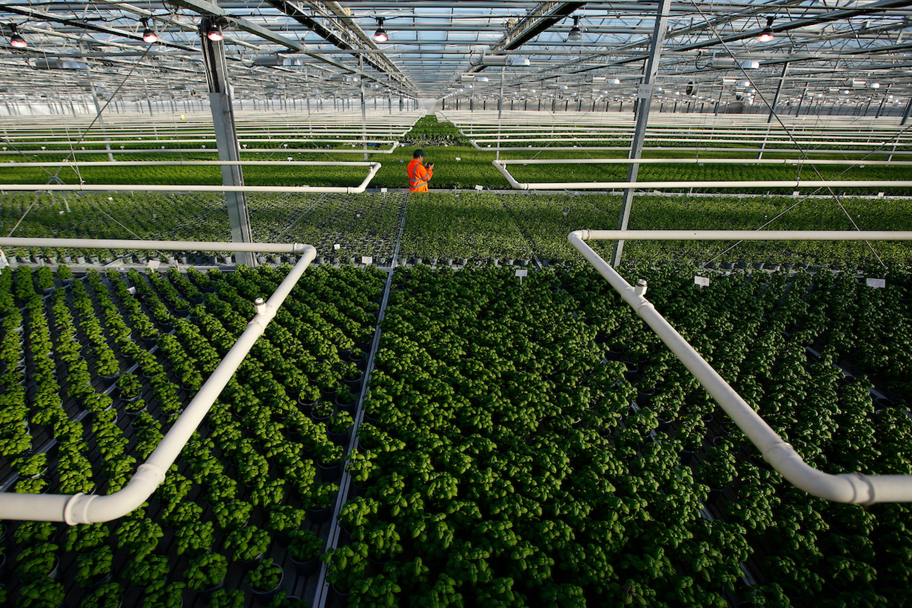 Langmead Herbs Glasshouse