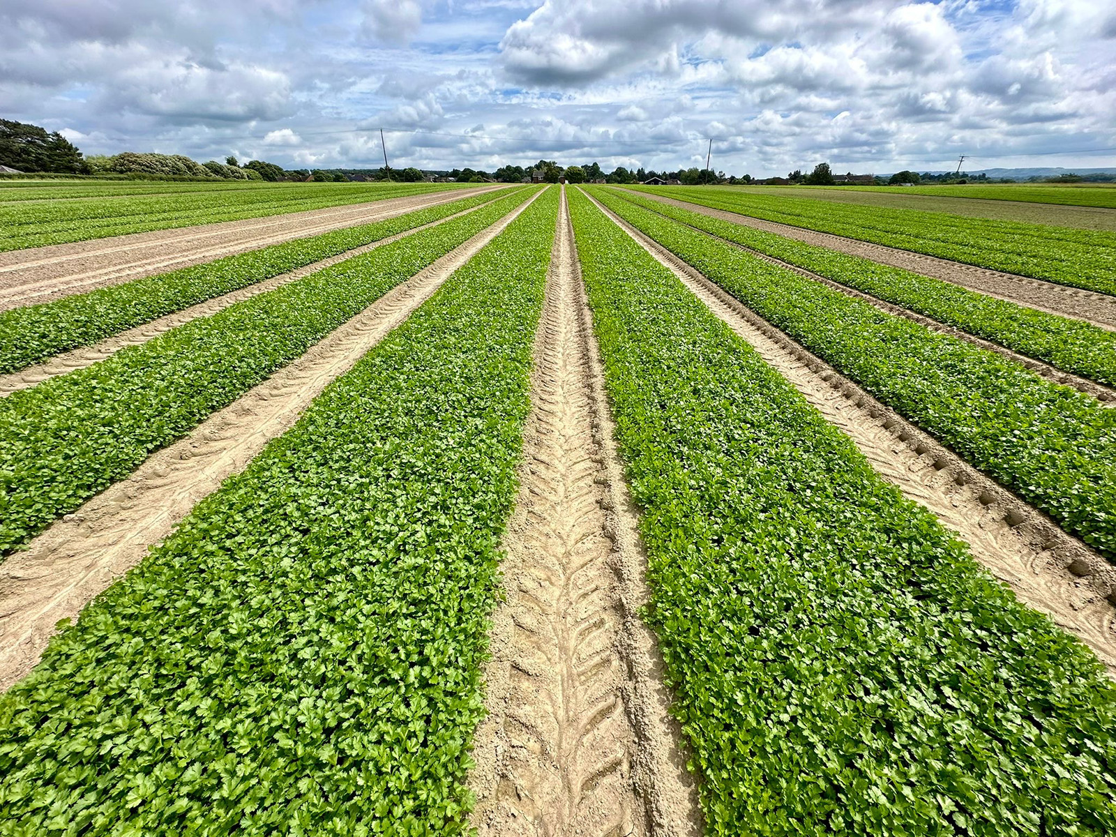 Langmead Herbs - Resilient Farming, UK